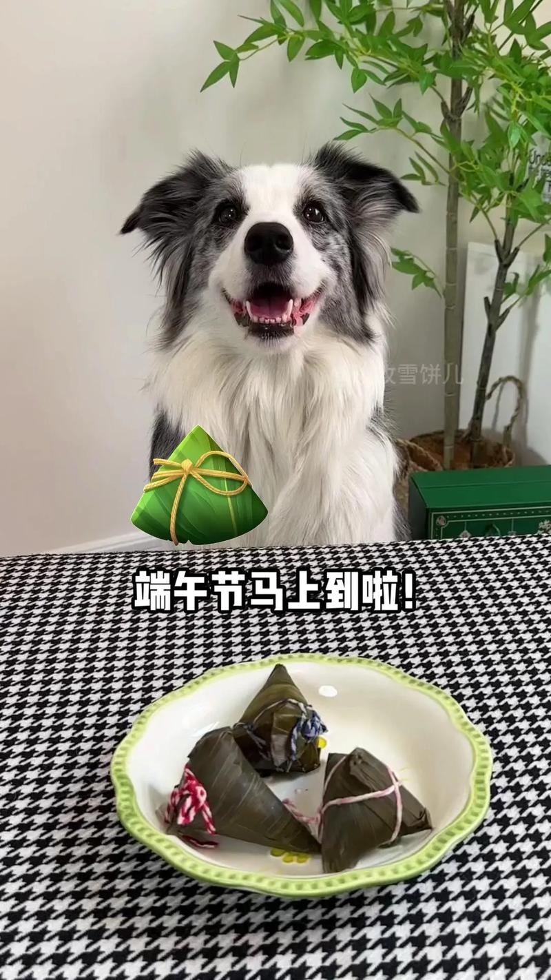 狗狗可以吃粽子吗,狗狗能吃粽子吗转疯了?-第6张图片-后鲨宠物 狗狗可以吃粽子吗,狗狗能吃粽子吗转疯了?-第6张图片-后鲨宠物