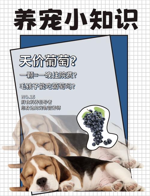 狗狗吃了葡萄怎么办,狗狗吃了葡萄怎么办有解药吗-第2张图片-后鲨宠物 狗狗吃了葡萄怎么办,狗狗吃了葡萄怎么办有解药吗-第2张图片-后鲨宠物