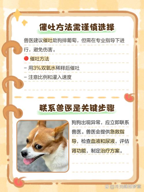 狗狗吃了葡萄怎么办,狗狗吃了葡萄怎么办有解药吗-第3张图片-后鲨宠物 狗狗吃了葡萄怎么办,狗狗吃了葡萄怎么办有解药吗-第3张图片-后鲨宠物