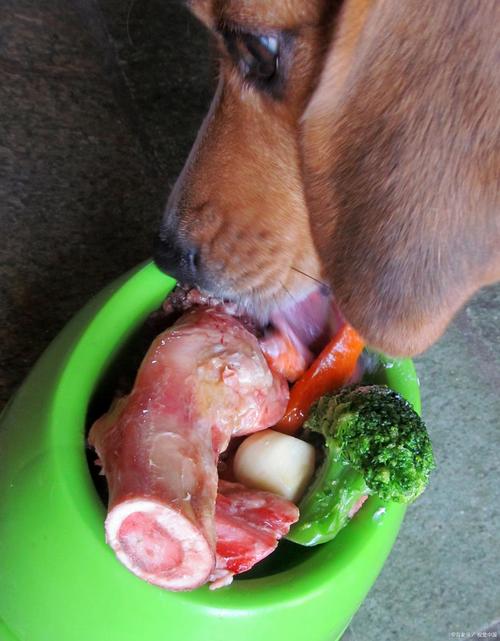 狗狗能吃猪肝吗,狗狗吃猪肝一次喂多少-第1张图片-后鲨宠物 狗狗能吃猪肝吗,狗狗吃猪肝一次喂多少-第1张图片-后鲨宠物