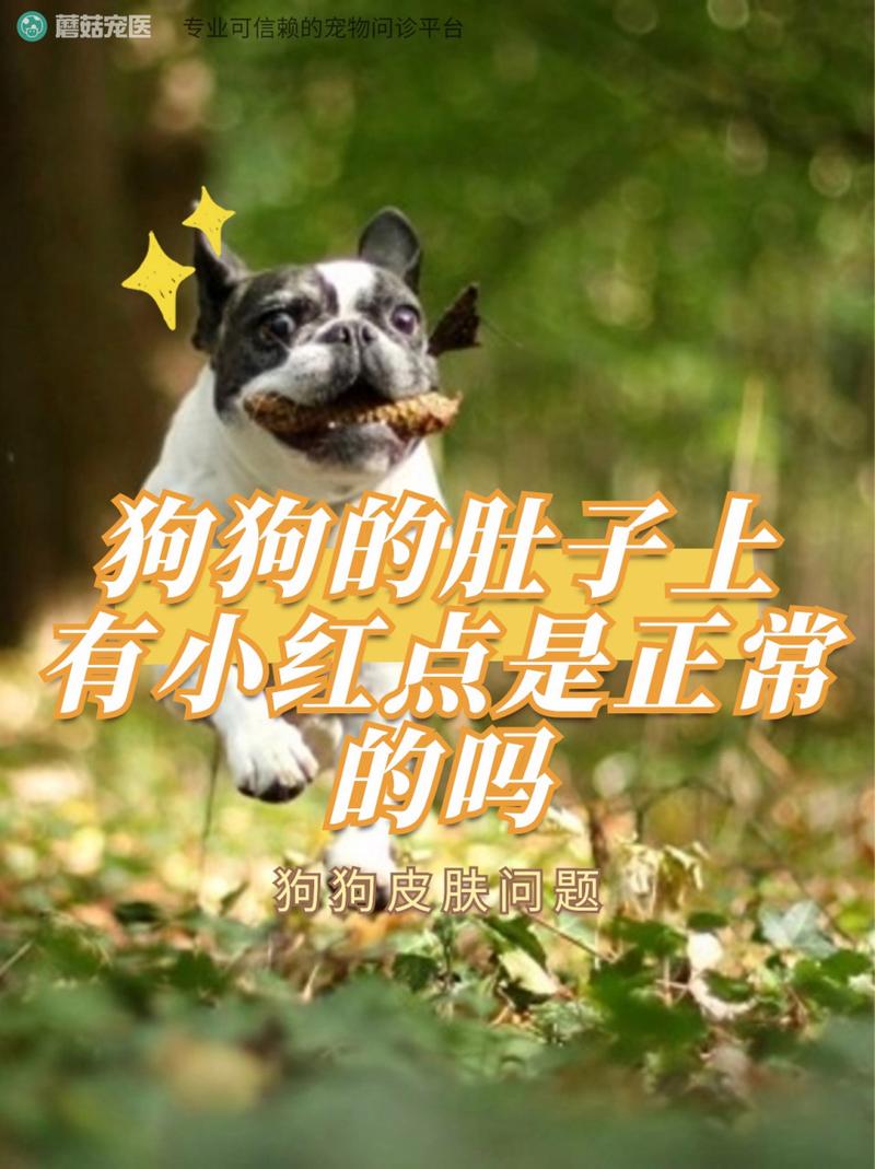 狗狗肚子起红点怎么办,狗狗肚子起红点怎么办啊-第5张图片-后鲨宠物 狗狗肚子起红点怎么办,狗狗肚子起红点怎么办啊-第5张图片-后鲨宠物