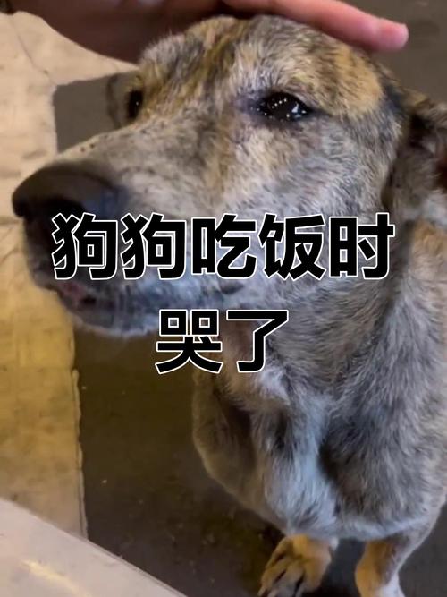 狗狗哭是什么原因,狗狗哭怎么办?-第1张图片-后鲨宠物 狗狗哭是什么原因,狗狗哭怎么办?-第1张图片-后鲨宠物