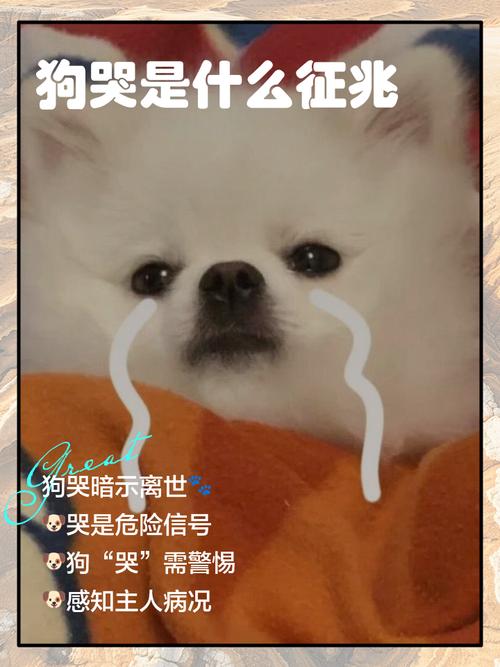 狗狗哭是什么原因,狗狗哭怎么办?-第2张图片-后鲨宠物 狗狗哭是什么原因,狗狗哭怎么办?-第2张图片-后鲨宠物
