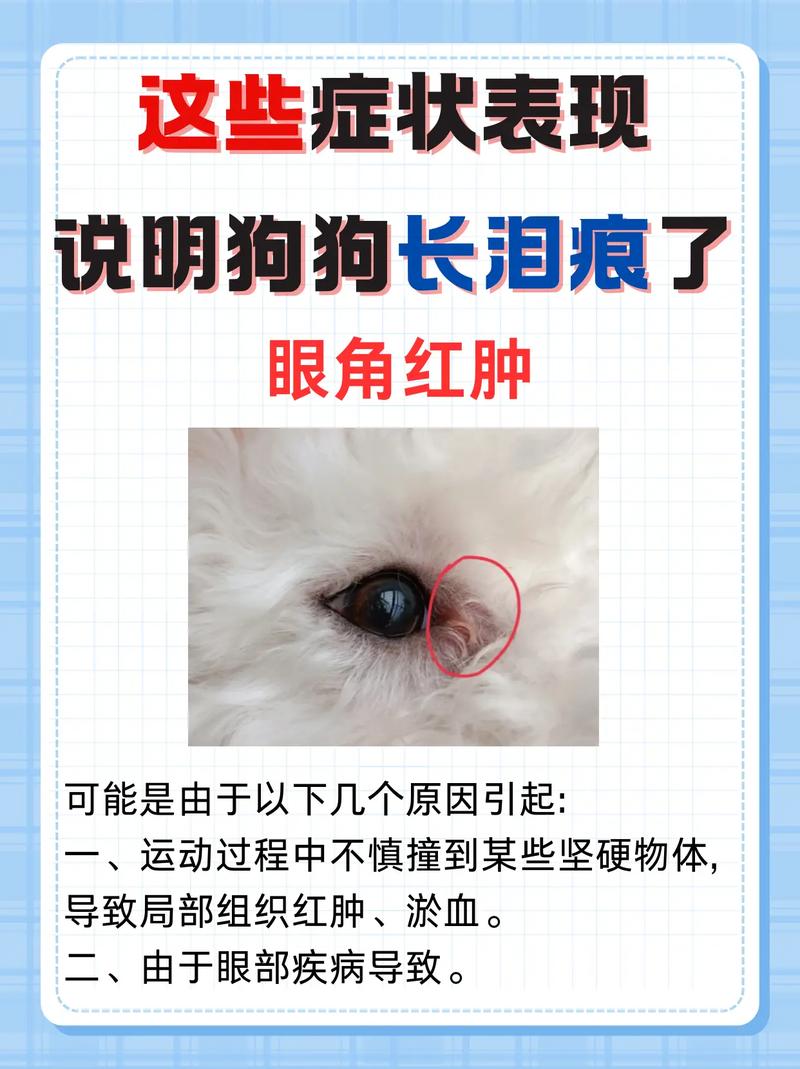 狗狗哭是什么原因,狗狗哭怎么办?-第3张图片-后鲨宠物 狗狗哭是什么原因,狗狗哭怎么办?-第3张图片-后鲨宠物