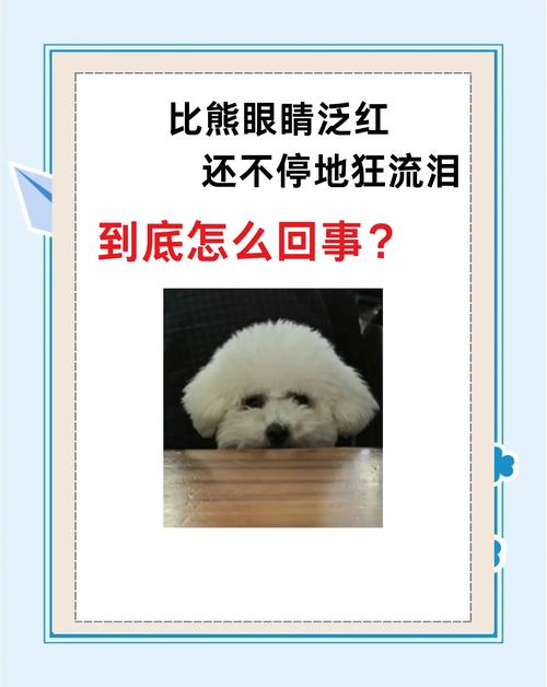 狗狗哭是什么原因,狗狗哭怎么办?-第4张图片-后鲨宠物 狗狗哭是什么原因,狗狗哭怎么办?-第4张图片-后鲨宠物