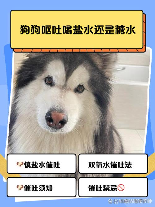 狗狗可以喝盐水吗,狗狗能喝盐水或者糖水吗?-第5张图片-后鲨宠物 狗狗可以喝盐水吗,狗狗能喝盐水或者糖水吗?-第5张图片-后鲨宠物