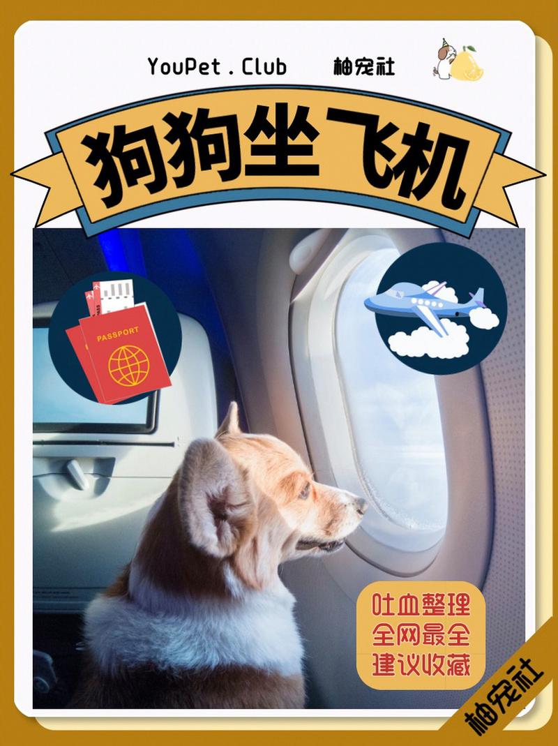狗狗能带上飞机吗,狗狗可不可以带上飞机-第3张图片-后鲨宠物 狗狗能带上飞机吗,狗狗可不可以带上飞机-第3张图片-后鲨宠物