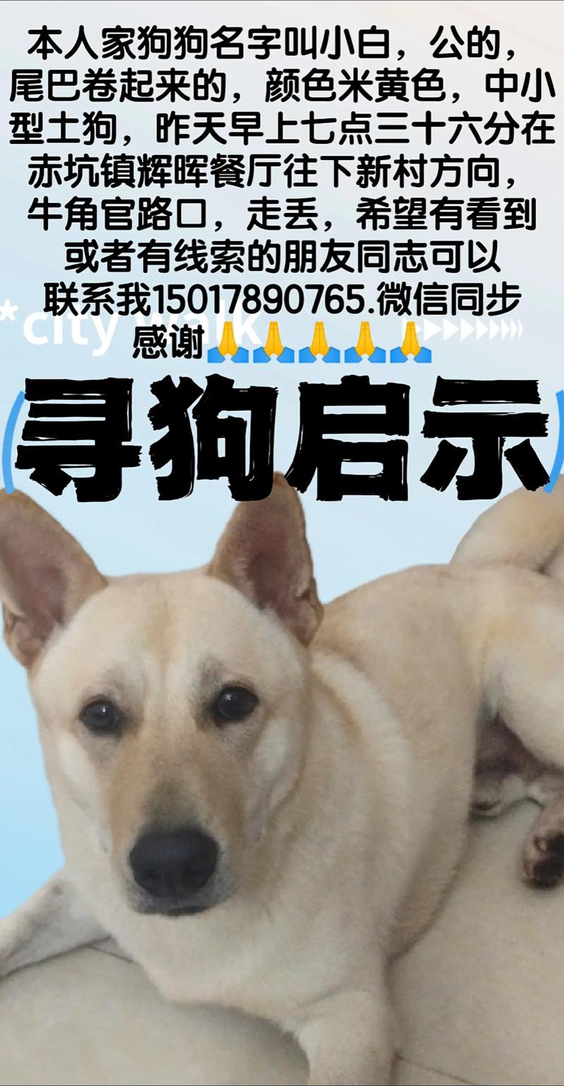 狗狗丢失如何找回，狗狗丢了千万不能找？-第1张图片-后鲨宠物