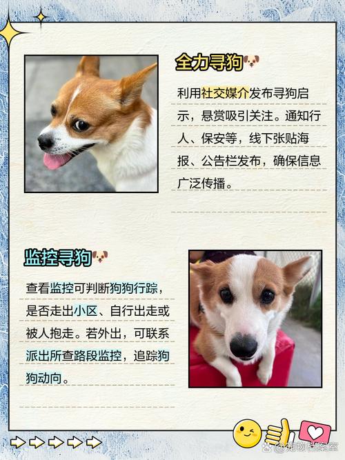 狗狗丢失如何找回，狗狗丢了千万不能找？-第5张图片-后鲨宠物
