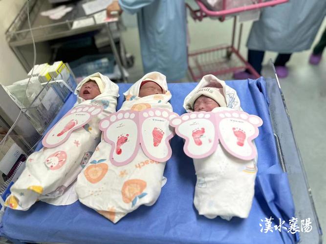 三胞胎狗狗名字大全,三胞胎狗狗取名-第3张图片-后鲨宠物 三胞胎狗狗名字大全,三胞胎狗狗取名-第3张图片-后鲨宠物