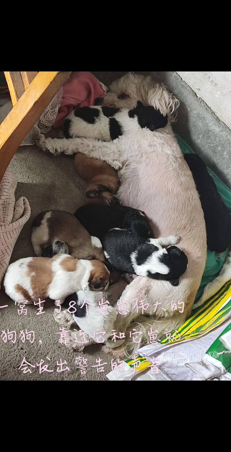 三胞胎狗狗名字大全,三胞胎狗狗取名-第4张图片-后鲨宠物 三胞胎狗狗名字大全,三胞胎狗狗取名-第4张图片-后鲨宠物