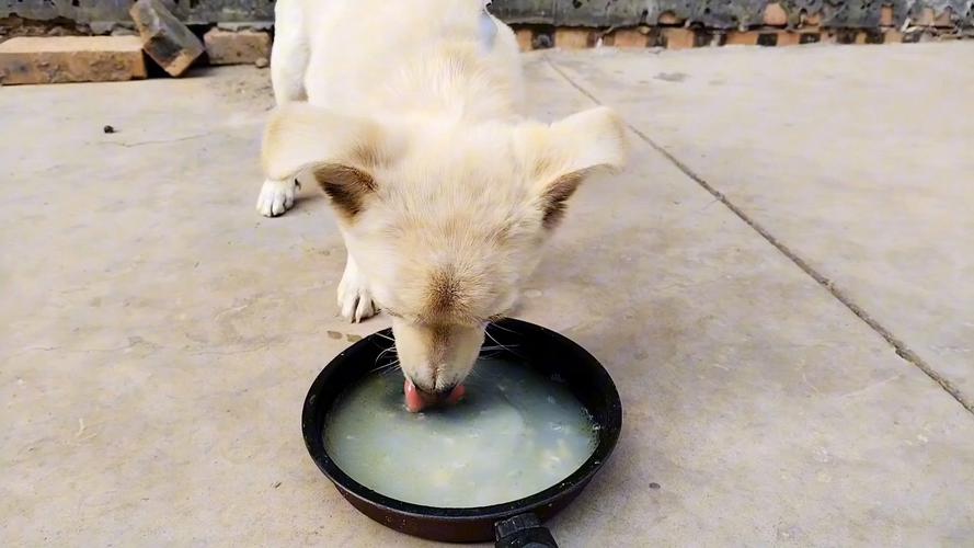 狗狗能喝鸡汤吗_狗狗能喝鸡汤吗有营养吗-第3张图片-后鲨宠物 狗狗能喝鸡汤吗_狗狗能喝鸡汤吗有营养吗-第3张图片-后鲨宠物