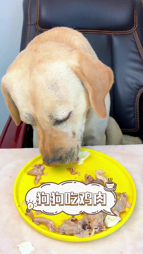 狗狗能喝鸡汤吗_狗狗能喝鸡汤吗有营养吗-第4张图片-后鲨宠物 狗狗能喝鸡汤吗_狗狗能喝鸡汤吗有营养吗-第4张图片-后鲨宠物
