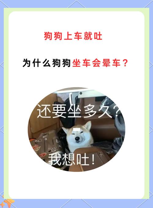 狗狗会不会晕车,狗狗会晕车吗-第2张图片-后鲨宠物 狗狗会不会晕车,狗狗会晕车吗-第2张图片-后鲨宠物
