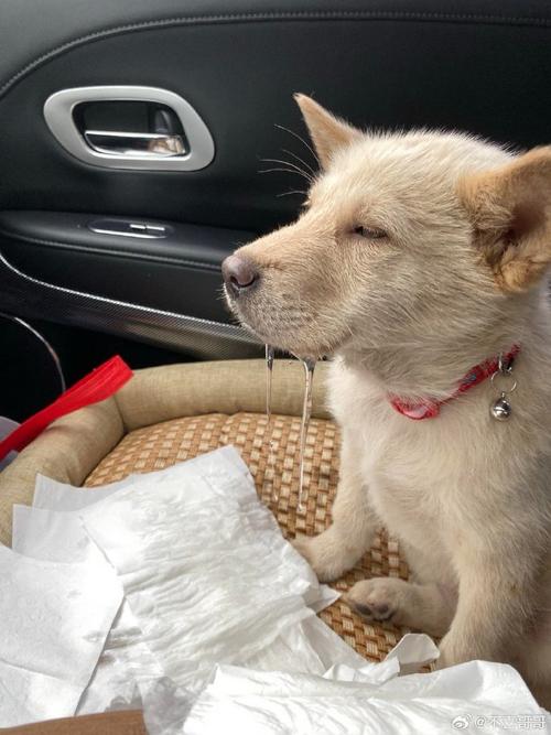 狗狗会不会晕车,狗狗会晕车吗-第5张图片-后鲨宠物 狗狗会不会晕车,狗狗会晕车吗-第5张图片-后鲨宠物
