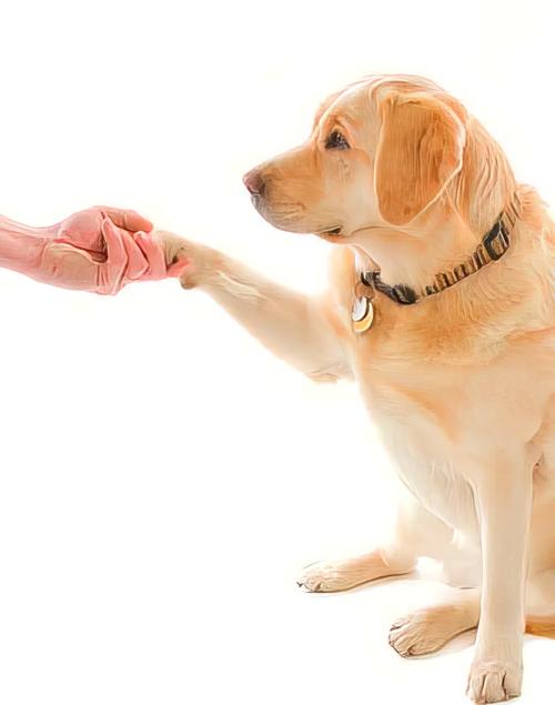 如何训练狗狗握手_如何训练狗狗握手不咬人-第4张图片-后鲨宠物 如何训练狗狗握手_如何训练狗狗握手不咬人-第4张图片-后鲨宠物