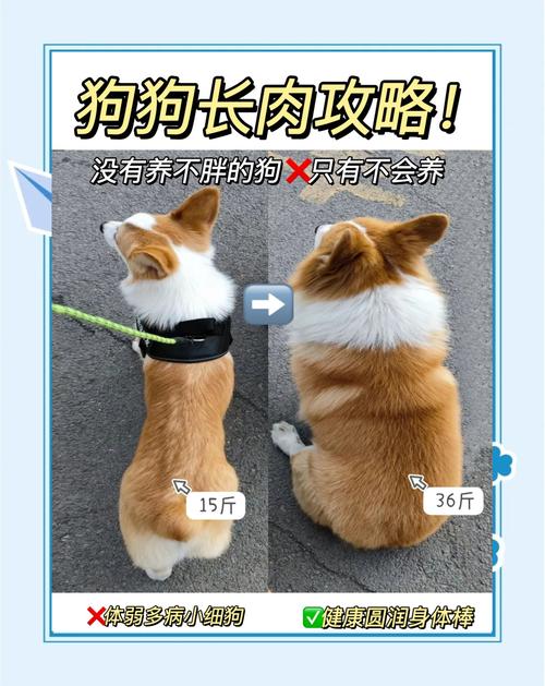 怎么给狗狗减肥,狗狗吃什么能增肥最快-第2张图片-后鲨宠物 怎么给狗狗减肥,狗狗吃什么能增肥最快-第2张图片-后鲨宠物