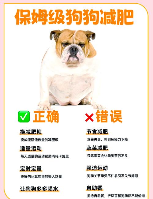 怎么给狗狗减肥,狗狗吃什么能增肥最快-第5张图片-后鲨宠物 怎么给狗狗减肥,狗狗吃什么能增肥最快-第5张图片-后鲨宠物