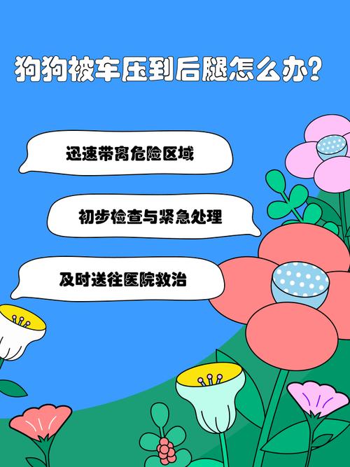 狗狗流血怎么止血_狗狗流血要流几天-第1张图片-后鲨宠物 狗狗流血怎么止血_狗狗流血要流几天-第1张图片-后鲨宠物