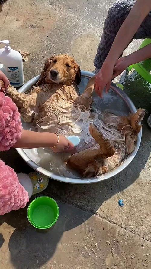 给狗狗洗澡用什么,给狗狗洗澡用什么洗合适?-第3张图片-后鲨宠物 给狗狗洗澡用什么,给狗狗洗澡用什么洗合适?-第3张图片-后鲨宠物