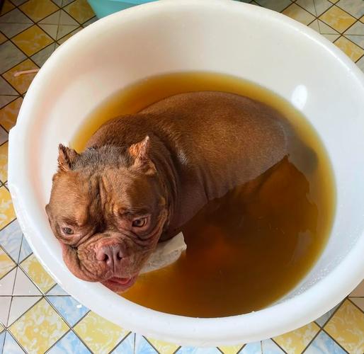 给狗狗洗澡用什么,给狗狗洗澡用什么洗合适?-第5张图片-后鲨宠物 给狗狗洗澡用什么,给狗狗洗澡用什么洗合适?-第5张图片-后鲨宠物