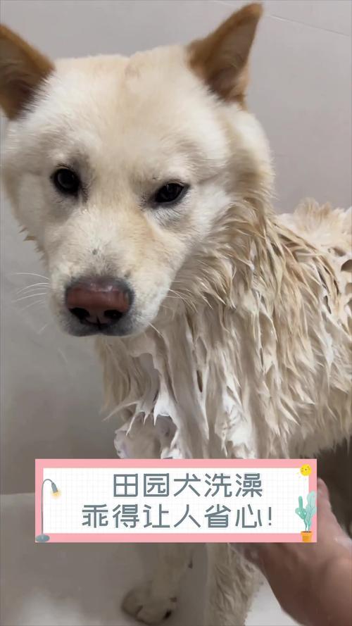 给狗狗洗澡用什么,给狗狗洗澡用什么洗合适?-第6张图片-后鲨宠物 给狗狗洗澡用什么,给狗狗洗澡用什么洗合适?-第6张图片-后鲨宠物