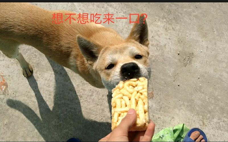 狗狗能吃沙琪玛吗，狗狗能吃沙琪玛吗会死吗？-第3张图片-后鲨宠物