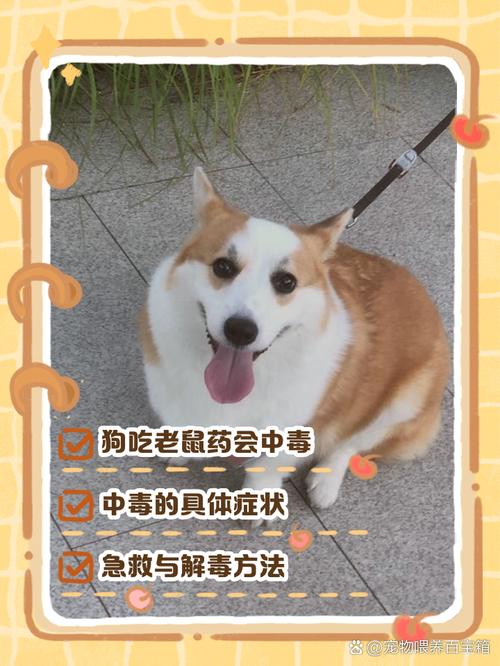 狗狗吃了老鼠药的症状,狗狗吃了老鼠药的症状表现?-第2张图片-后鲨宠物 狗狗吃了老鼠药的症状,狗狗吃了老鼠药的症状表现?-第2张图片-后鲨宠物