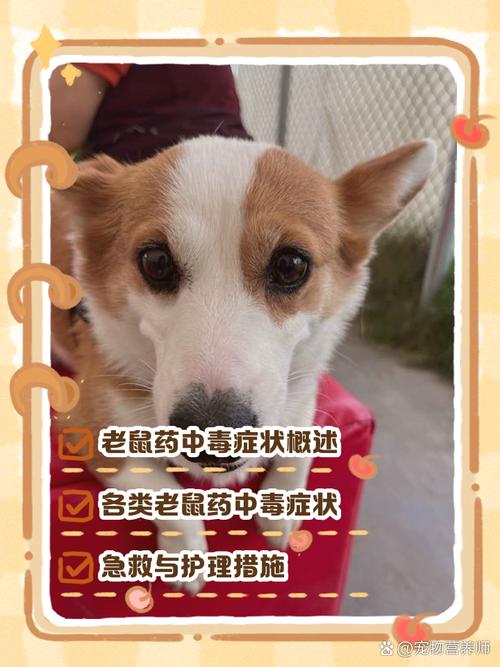 狗狗吃了老鼠药的症状,狗狗吃了老鼠药的症状表现?-第3张图片-后鲨宠物 狗狗吃了老鼠药的症状,狗狗吃了老鼠药的症状表现?-第3张图片-后鲨宠物