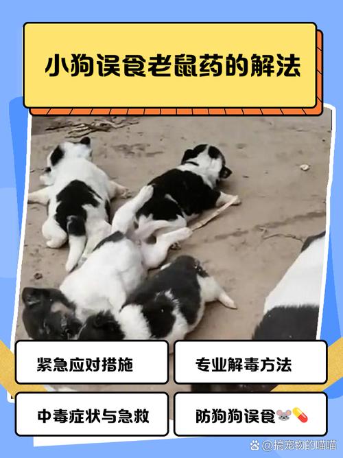 狗狗吃了老鼠药的症状,狗狗吃了老鼠药的症状表现?-第4张图片-后鲨宠物 狗狗吃了老鼠药的症状,狗狗吃了老鼠药的症状表现?-第4张图片-后鲨宠物