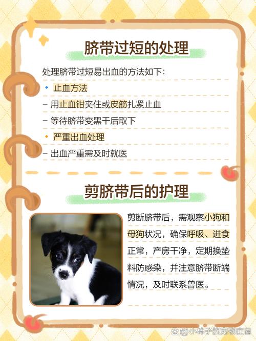 狗狗的脐带怎么剪_狗狗脐带怎么剪断-第2张图片-后鲨宠物 狗狗的脐带怎么剪_狗狗脐带怎么剪断-第2张图片-后鲨宠物