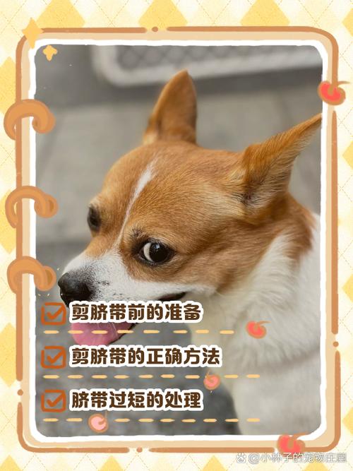 狗狗的脐带怎么剪_狗狗脐带怎么剪断-第3张图片-后鲨宠物 狗狗的脐带怎么剪_狗狗脐带怎么剪断-第3张图片-后鲨宠物