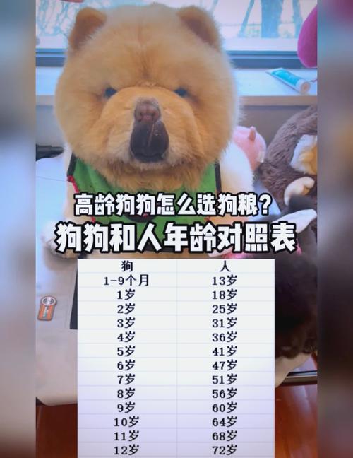 狗狗八岁相当于人几岁,狗狗八岁是人的多少岁?-第5张图片-后鲨宠物 狗狗八岁相当于人几岁,狗狗八岁是人的多少岁?-第5张图片-后鲨宠物