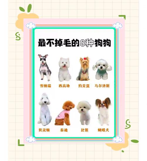 狗狗掉毛排名榜,狗狗掉毛少排名榜-第2张图片-后鲨宠物 狗狗掉毛排名榜,狗狗掉毛少排名榜-第2张图片-后鲨宠物