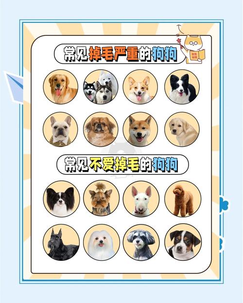 狗狗掉毛排名榜,狗狗掉毛少排名榜-第4张图片-后鲨宠物 狗狗掉毛排名榜,狗狗掉毛少排名榜-第4张图片-后鲨宠物