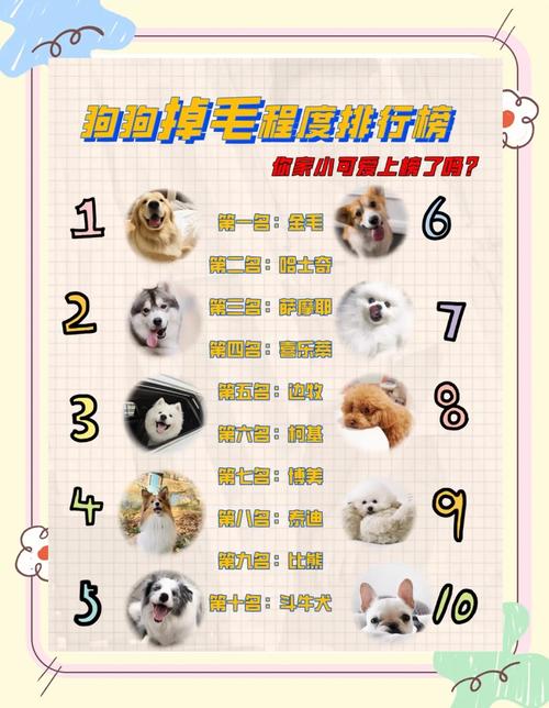 狗狗掉毛排名榜,狗狗掉毛少排名榜-第5张图片-后鲨宠物 狗狗掉毛排名榜,狗狗掉毛少排名榜-第5张图片-后鲨宠物