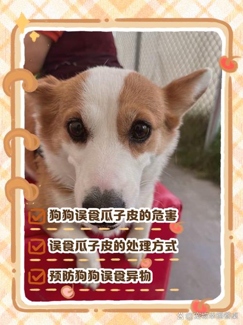 狗狗吃了瓜子壳怎么办_狗狗不小心吃了瓜子壳怎么办