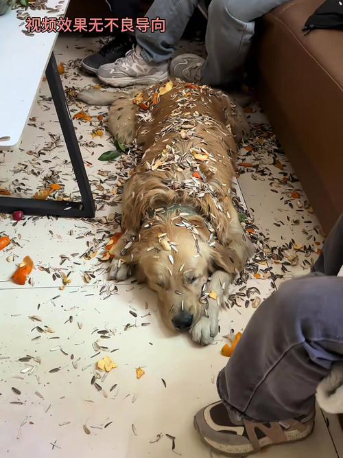 狗狗吃了瓜子壳怎么办_狗狗不小心吃了瓜子壳怎么办-第2张图片-后鲨宠物