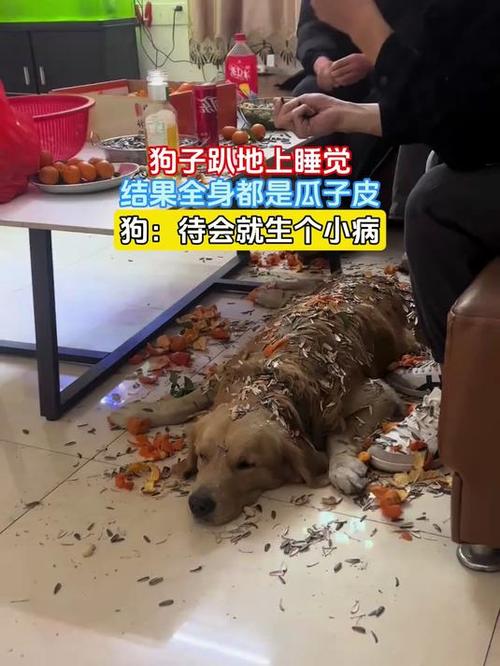 狗狗吃了瓜子壳怎么办_狗狗不小心吃了瓜子壳怎么办-第3张图片-后鲨宠物