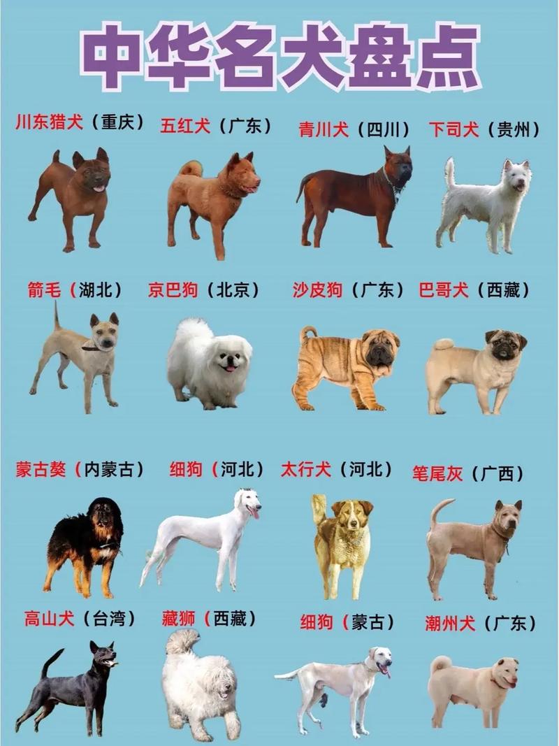 怎样给狗狗取名字好听,如何给狗狗取名-第5张图片-后鲨宠物 怎样给狗狗取名字好听,如何给狗狗取名-第5张图片-后鲨宠物