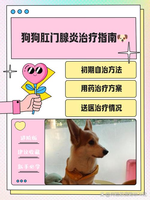 狗狗屁股发炎了怎么办_狗狗屁股发炎了怎么办用什么药-第4张图片-后鲨宠物 狗狗屁股发炎了怎么办_狗狗屁股发炎了怎么办用什么药-第4张图片-后鲨宠物