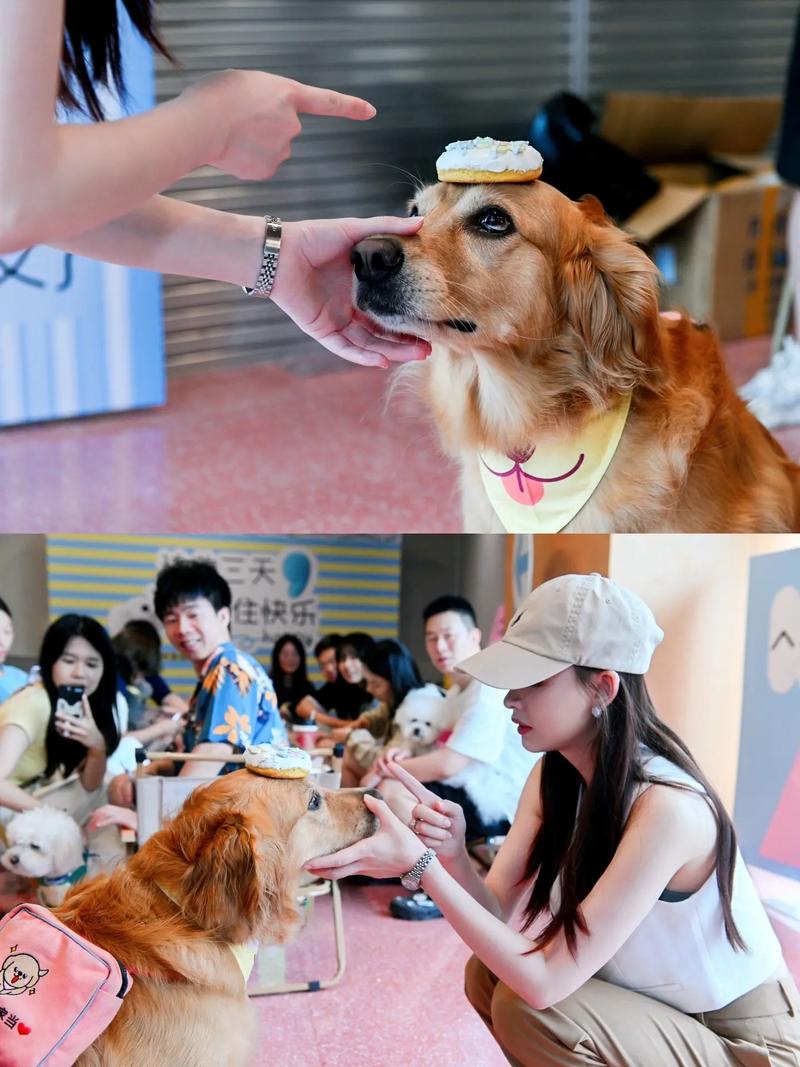 狗狗可以吃布丁吗_狗狗可以吃布丁么-第3张图片-后鲨宠物 狗狗可以吃布丁吗_狗狗可以吃布丁么-第3张图片-后鲨宠物