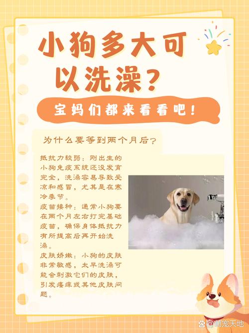 狗狗满月能洗澡吗,狗狗满月了能洗澡吗?小狗狗呢?-第6张图片-后鲨宠物 狗狗满月能洗澡吗,狗狗满月了能洗澡吗?小狗狗呢?-第6张图片-后鲨宠物