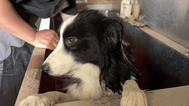 在家怎么给狗狗洗澡,在家怎么给狗狗洗澡视频?-第5张图片-后鲨宠物 在家怎么给狗狗洗澡,在家怎么给狗狗洗澡视频?-第5张图片-后鲨宠物