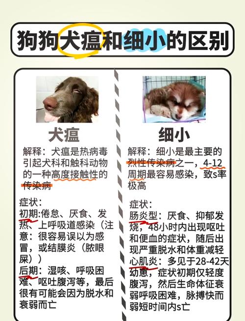 狗狗犬瘟能治好吗,狗瘟还能治吗-第2张图片-后鲨宠物 狗狗犬瘟能治好吗,狗瘟还能治吗-第2张图片-后鲨宠物