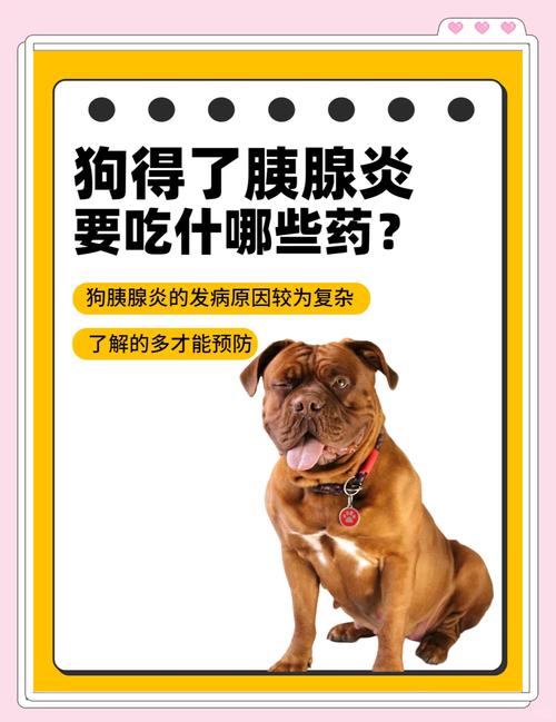 狗狗得胰腺炎能治好吗,狗狗得胰腺炎能治好吗视频-第3张图片-后鲨宠物 狗狗得胰腺炎能治好吗,狗狗得胰腺炎能治好吗视频-第3张图片-后鲨宠物