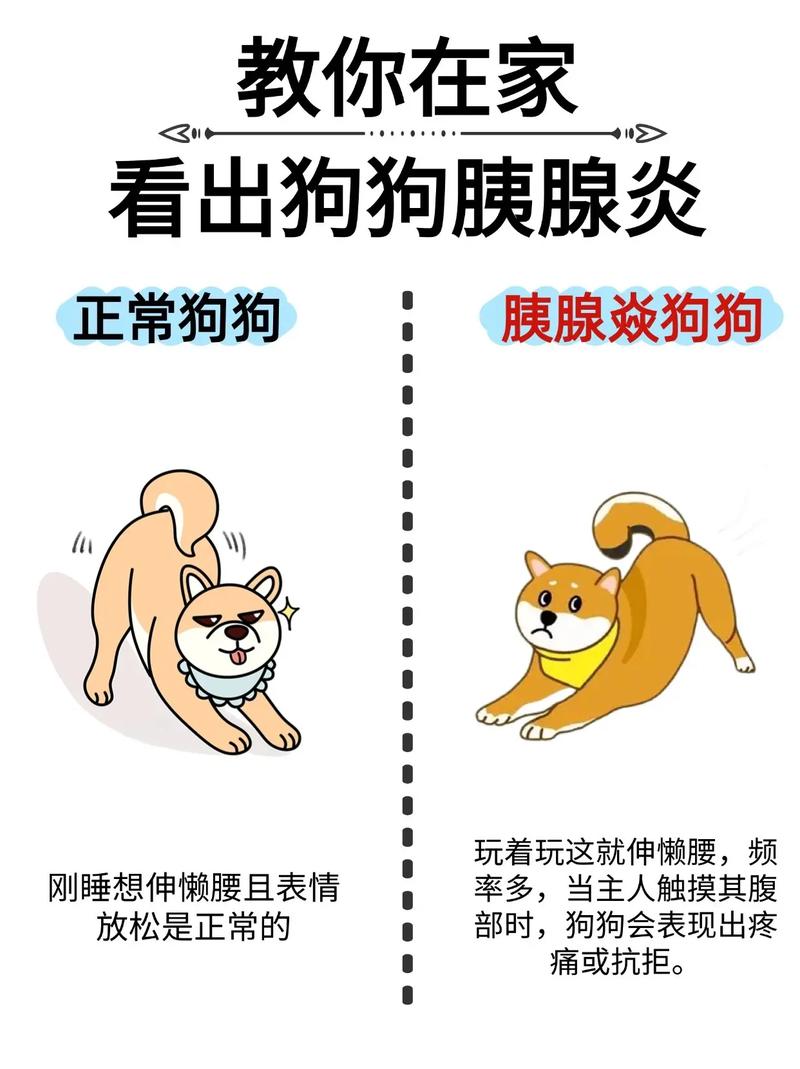 狗狗得胰腺炎能治好吗,狗狗得胰腺炎能治好吗视频-第4张图片-后鲨宠物 狗狗得胰腺炎能治好吗,狗狗得胰腺炎能治好吗视频-第4张图片-后鲨宠物