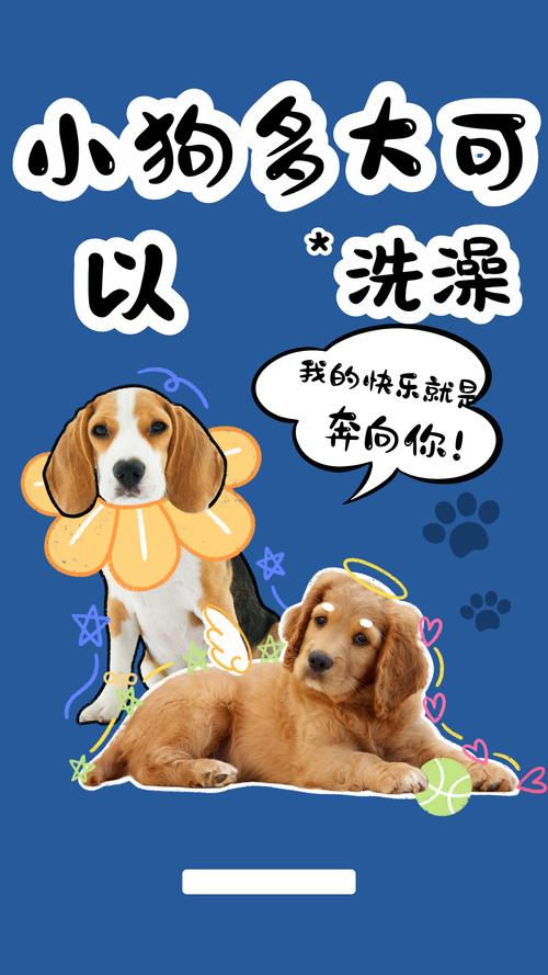 小狗狗多大可以洗澡_小狗多大能开始洗澡-第4张图片-后鲨宠物 小狗狗多大可以洗澡_小狗多大能开始洗澡-第4张图片-后鲨宠物