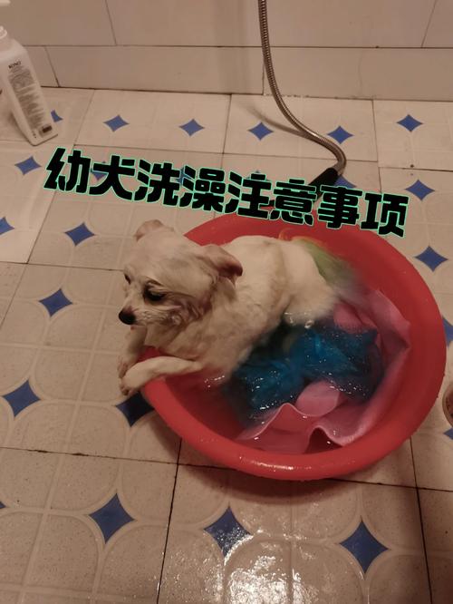 小狗狗多大可以洗澡_小狗多大能开始洗澡-第6张图片-后鲨宠物 小狗狗多大可以洗澡_小狗多大能开始洗澡-第6张图片-后鲨宠物