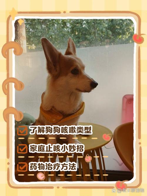 狗狗感冒不吃药能好吗,狗狗感冒不治会有什么后果?-第3张图片-后鲨宠物 狗狗感冒不吃药能好吗,狗狗感冒不治会有什么后果?-第3张图片-后鲨宠物